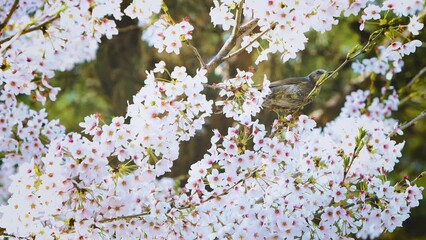 On a beautiful and fresh spring day, the pretty bird of prey and the sound of birdsong eating sweet nectar from cherry blossoms