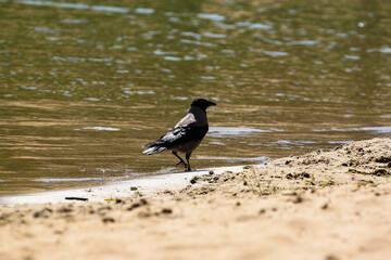 Obraz premium a black crow walks along the shore of a pond, river