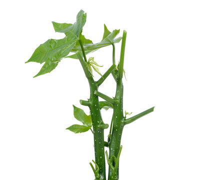 Chaya vegetables on white background