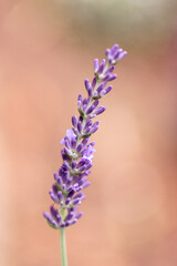 close up of lavender flowers