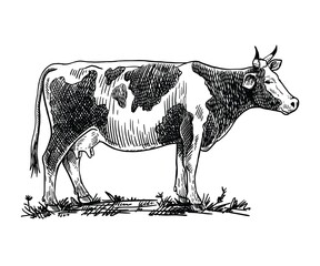 Isolated cow on white background, animal husbandry, handmade sketch.