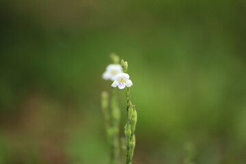 Grass Flower