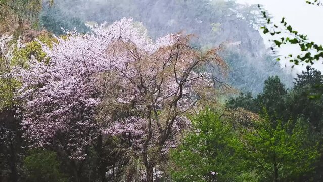 As if envious of a beautiful spring, the storm rages, the pouring snow, hail, and the cold weather shake the green mountains and cherry blossom trees.