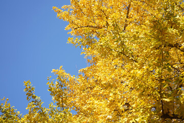 yellow autumn leaves
