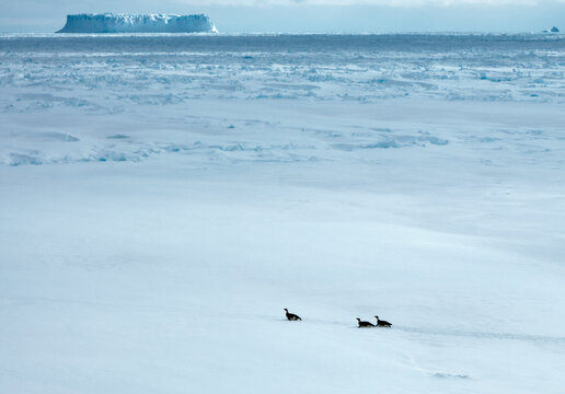 Adele Penguins In Antarctica