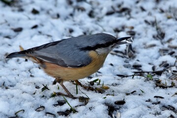 Ein Kleiber im Schnee mit einem Sonnenblumenkern im Schnabel (Nahaufnahme)