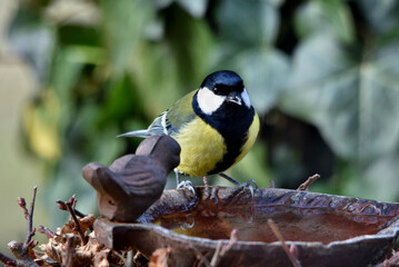 Die Kohlmeise sitzt am Rand der Vogeltränke (Großaufnahme)