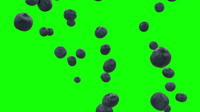 Blueberries Falling On Green Screen With Alpha Matte