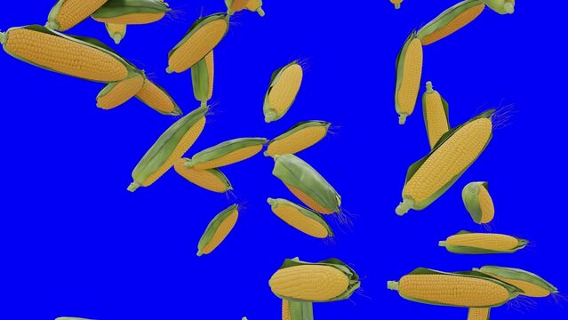 Corns | Maize Falling On Blue Screen With Alpha Matte