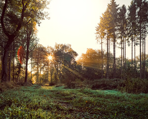 sunrise in the forest