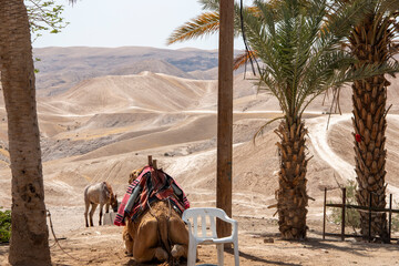 Camels in the desert