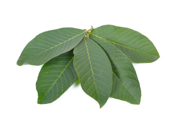 Obraz premium guava tree leaves isolated on white background