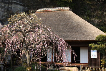 早春の鎌倉。明王院。茅葺屋根の本堂としだれ紅梅。