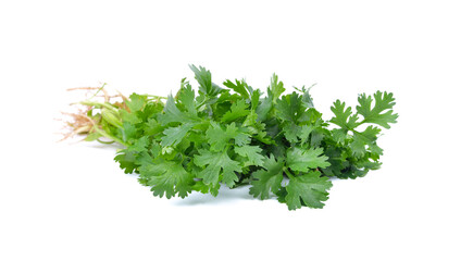 Cutout of fresh Coriander (Coriandrum sativum) leaves on white background