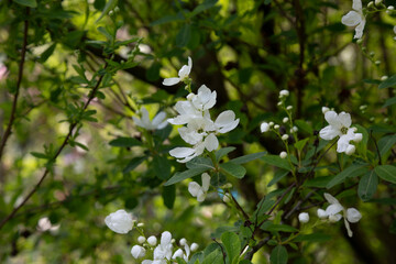 Pearlbush 'The Bride' Exochorda x macrantha in park the so-called pearl white flowers on a green background