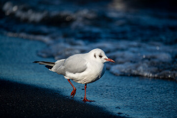 Fototapeta premium Mouette en balade sur une plage