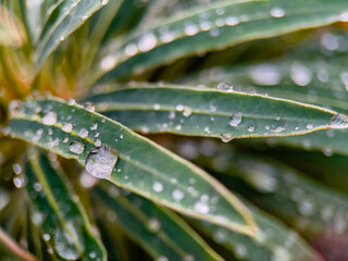 rain drops on a leaf