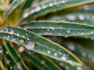 rain drops on a leaf