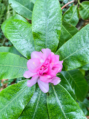 Common camellia