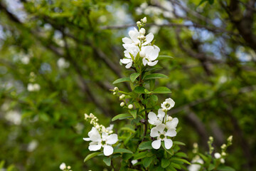 Pearlbush 'The Bride' Exochorda x macrantha in park the so-called pearl white flowers on a green background