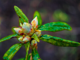 rain drops on a leaf
