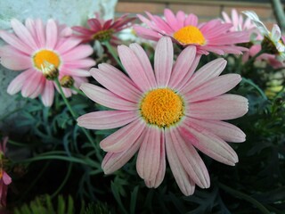 マーガレット　モクシュンギク　ピンク色