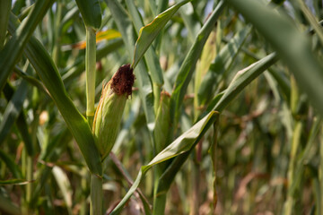 Corn husk amidst green leaves