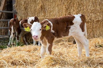 Livestock calf portrait standing on hay