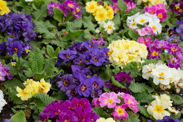 Beautiful primula primrose plants with colorful flowers as background, top view