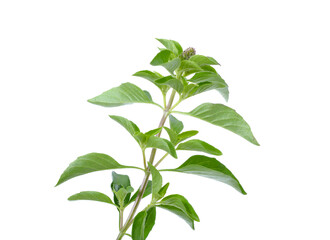Sweet basil leaves Isolated on white background