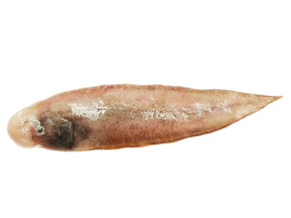 Sole fish isolated on white background.Selective focus.
