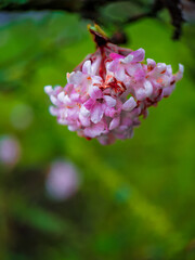 close up of pink and white flower