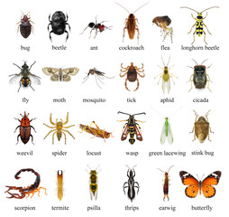 Insects isolated on a white background. Collection. Macro