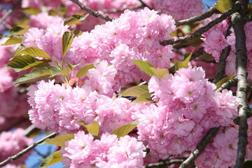 pink cherry blossoms