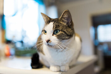 Grey and white cat on kitchen bench indoors 