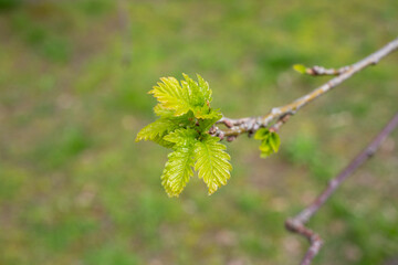 Young oak leaves and buds in early spring. Young foliage with catkins earrings on the green side.