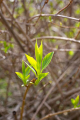 Young green leaf of forsythia in spring close-up. Forsythia intermedia