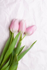 
pink tulips on pink background