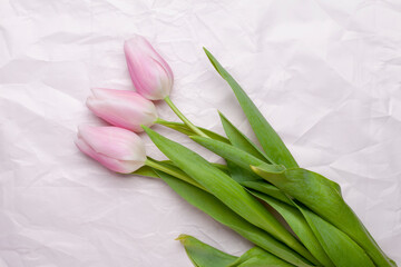 Beautiful colorful tulips on a light pink background with copy space. Greeting card design - Mother's Day, Women's Day, March 8 or Valentine's Day, selective focus
