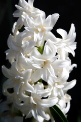 Obraz na płótnie Canvas white chrysanthemum flower