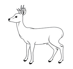 Vector illustration of a roe deer