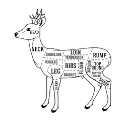 Vector butcher diagram for cutting roe deer