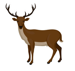 Vector illustration of a deer