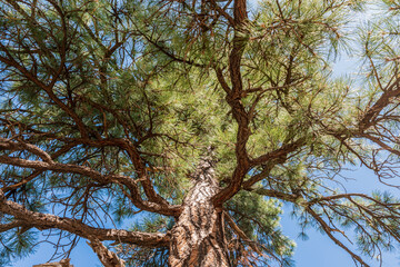 pine tree in arizona
