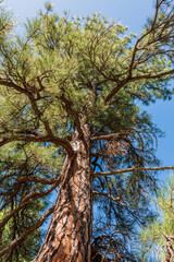 massive pine tree at oak creel near sedona