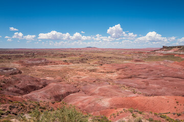 petrified forest, Painted Desert