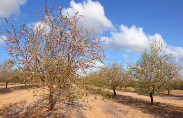 Blooming spring orchard. Flowering branches of almond trees with fluffy white and pink flowers. Springtime garden landscape