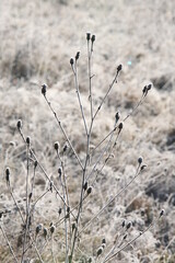 grass in the snow