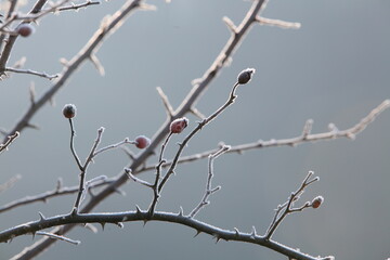 snow covered branches