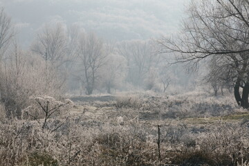 trees in the fog